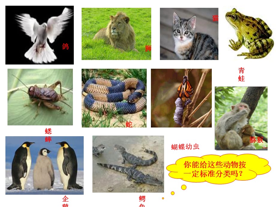六年级上册科学课件－4.4《种类繁多的动物》｜教科版_第3页