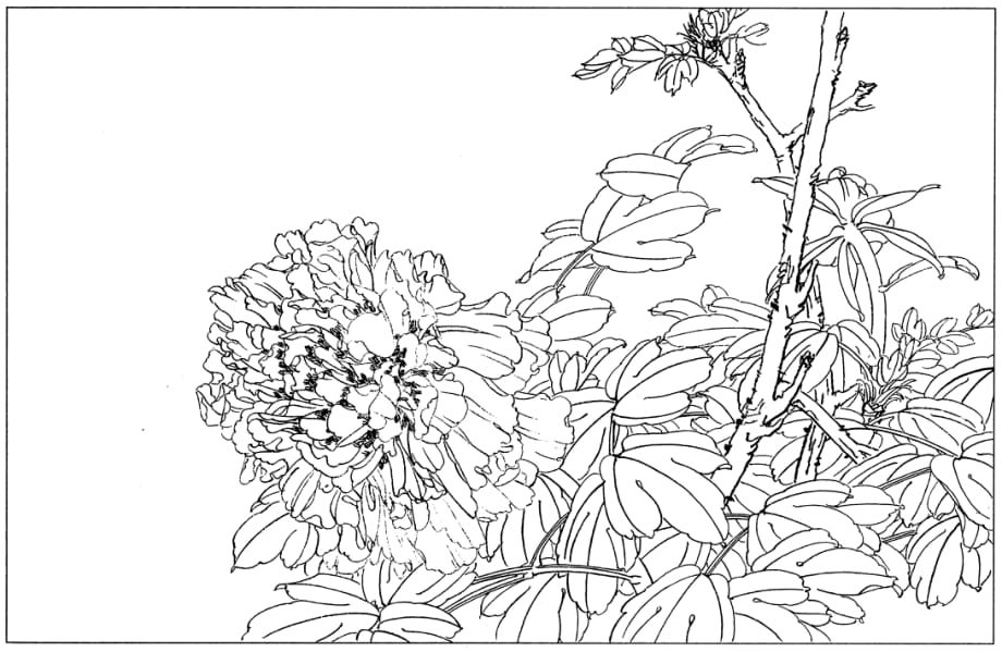 手绘线稿：花卉-牡丹54(线条清晰-可直接打印)_第1页