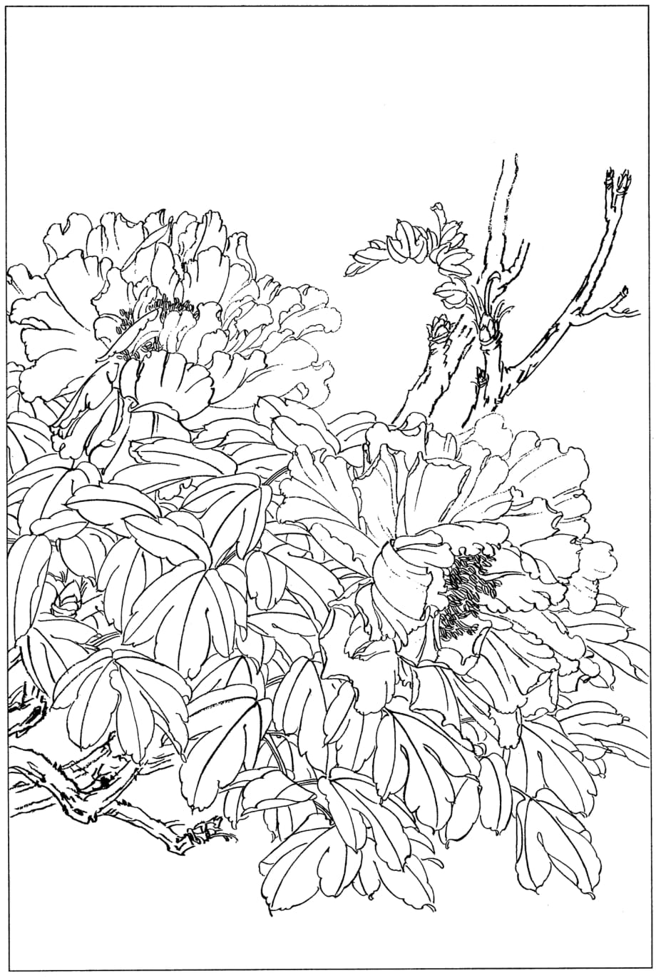 手绘线稿：花卉-牡丹48(线条清晰-可直接打印)_第1页