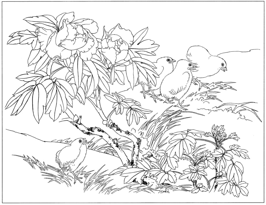 手绘线稿：花卉-牡丹24(线条清晰-可直接打印)_第1页