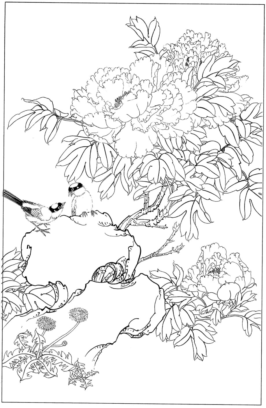 手绘线稿：花卉-牡丹45(线条清晰-可直接打印)_第1页