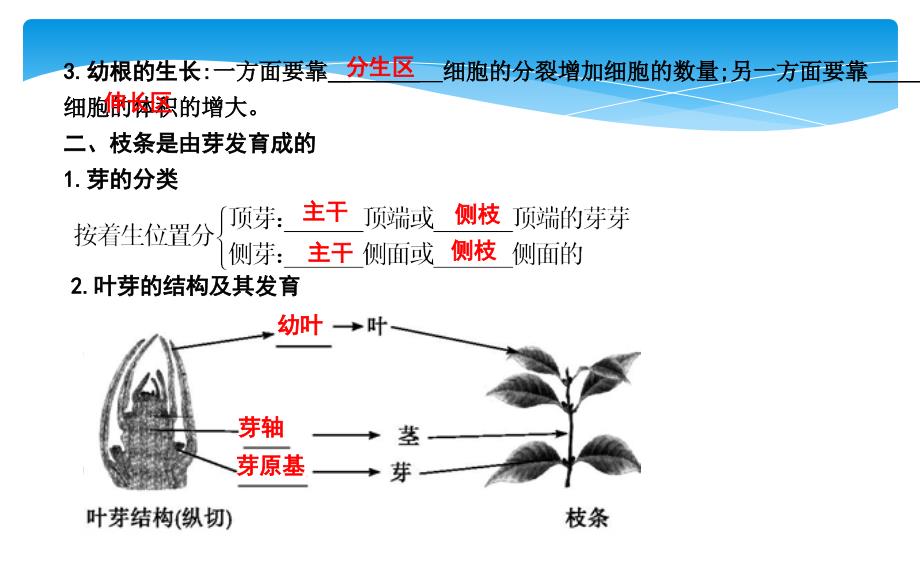 第二节　植株的生长_第3页