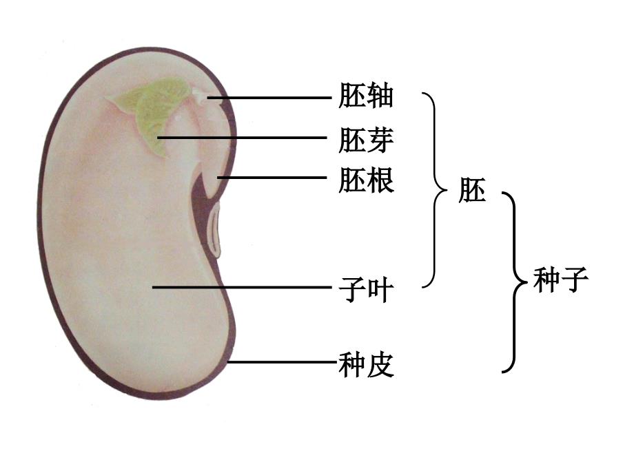 人教版七年级上册生物－3.2.1种子的萌发 课件 (共18张PPT)_第1页