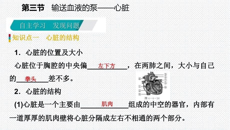 第四章第三节 第1课时　心脏的结构和功能_第5页