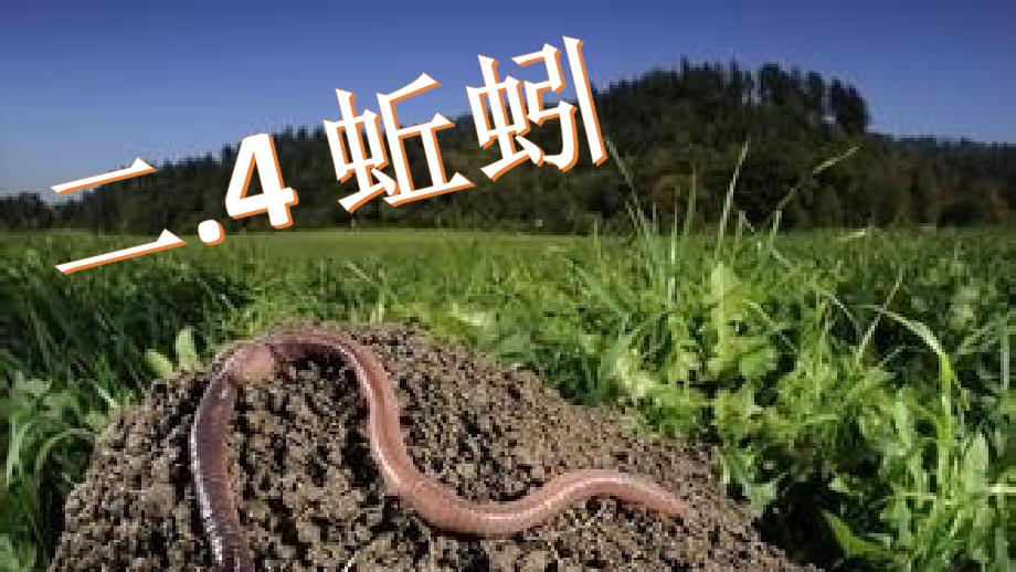 三年级上册科学课件－2.4《蚯蚓》｜教科版　 (共16张PPT)_第2页