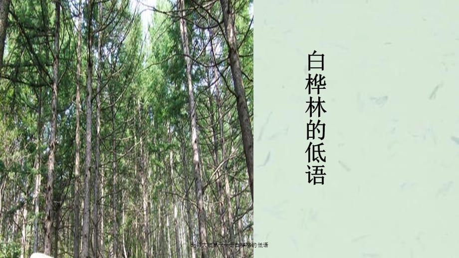 北师大版第十一册白桦林的低语课件_第1页