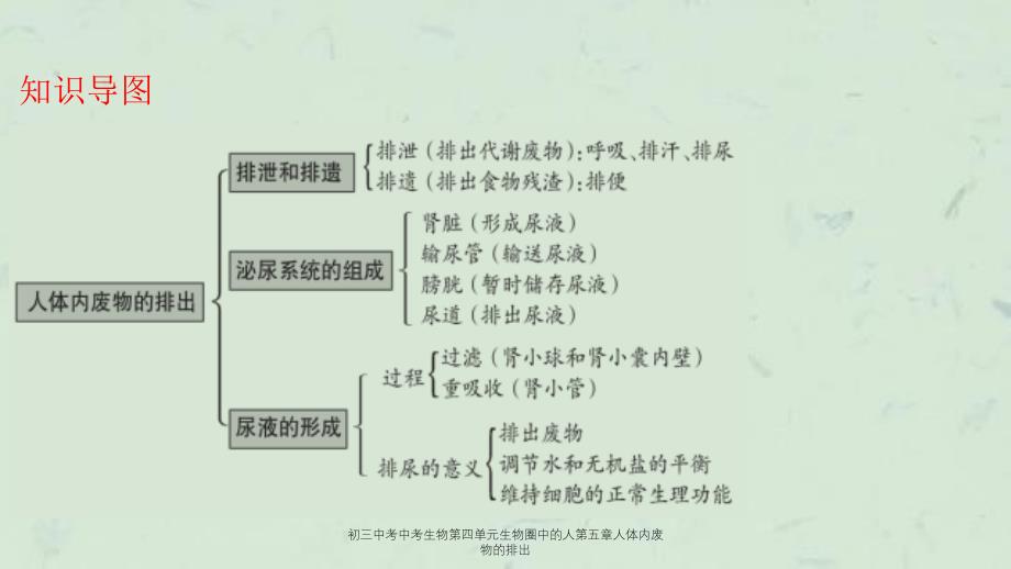 初三中考中考生物第四单元生物圈中的人第五章人体内废物的排出课件_第3页