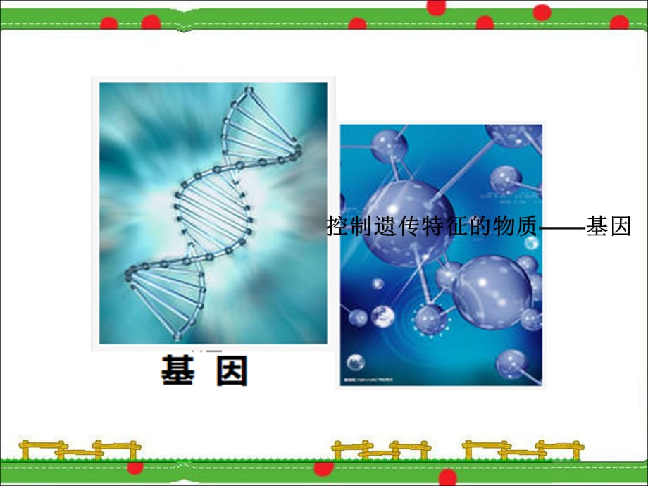 五年级下册科学课件－4.3 神奇的基因工程1｜湘教版 (共7张PPT)_第3页