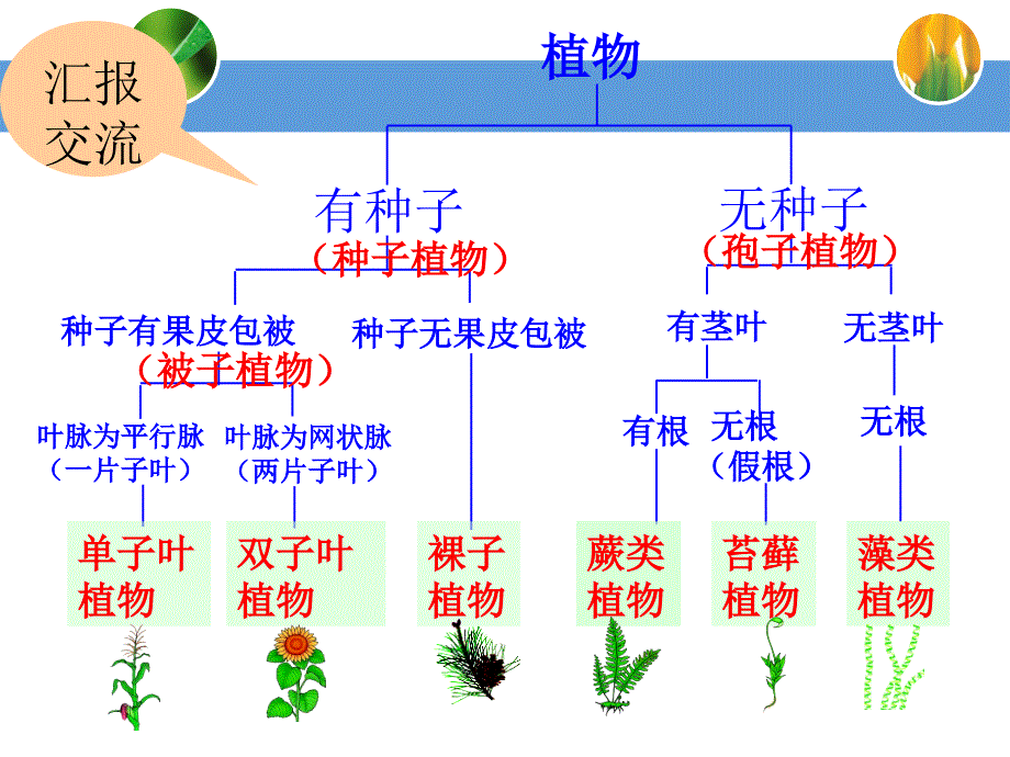 人教版初中生物2011课标版八年级上册第六单元第一章第一节　尝试对生物进行分类(共20张PPT)_第3页