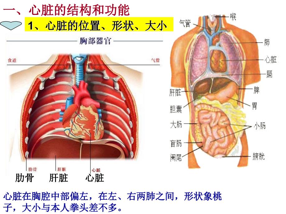 人教版七年级生物下册4.4.3-输送血液的泵-心脏(共32张PPT)_第2页