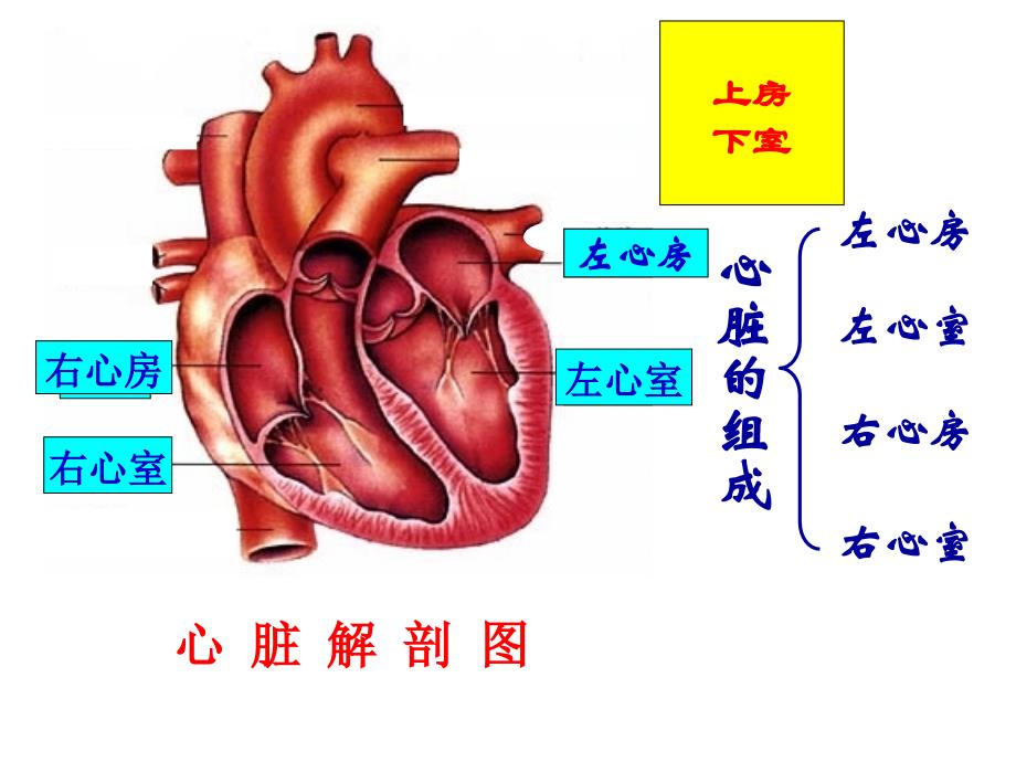 人教版七年级生物下册4.4.3-输送血液的泵-心脏(共32张PPT)_第4页