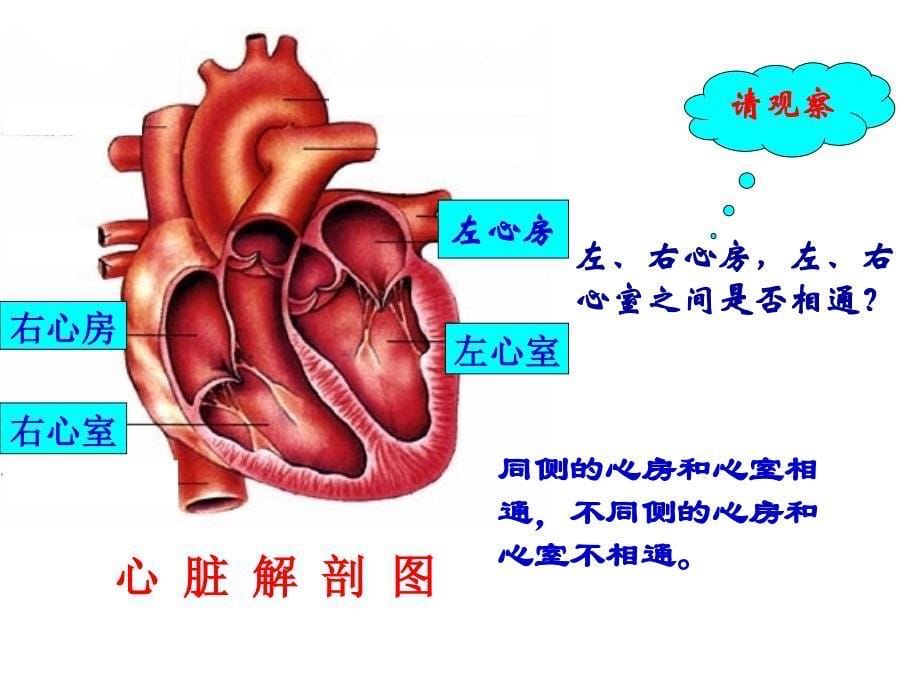 人教版七年级生物下册4.4.3-输送血液的泵-心脏(共32张PPT)_第5页