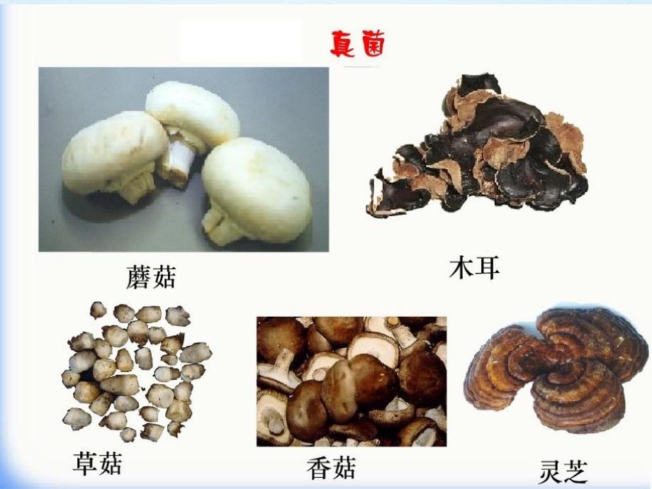 八年级生物上册第五单元第四章第一节细菌和真菌的分布_第1页