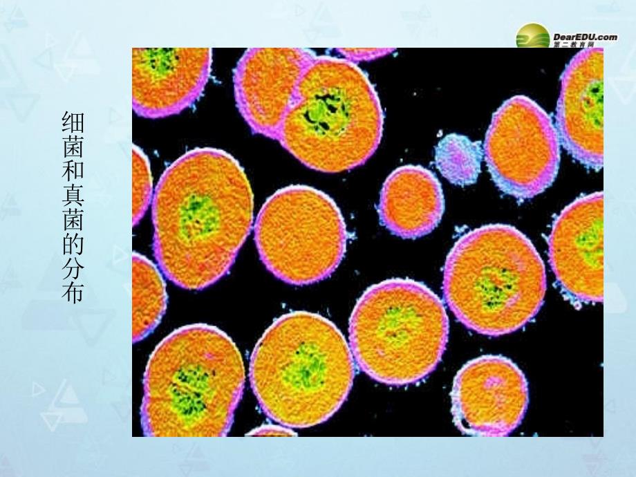 八年级生物上册第五单元第四章第一节细菌和真菌的分布_第3页