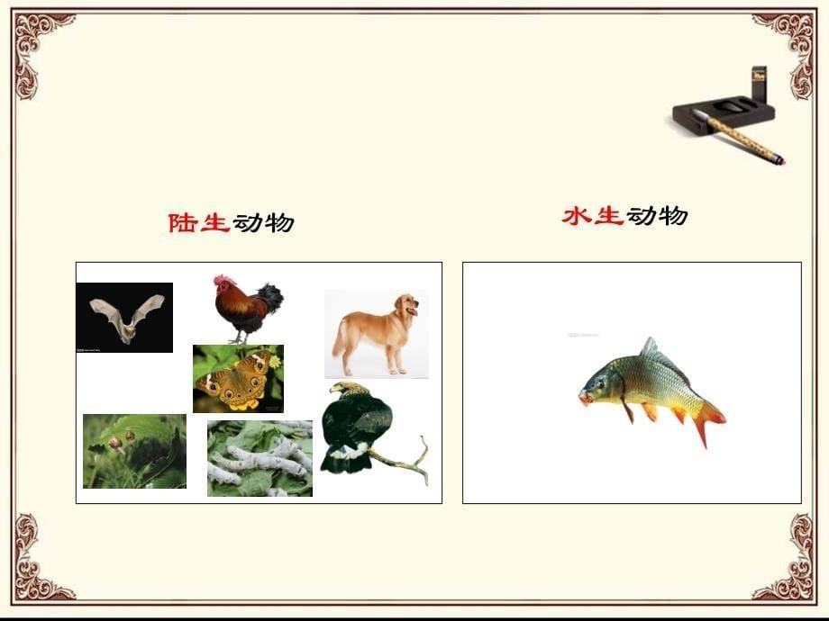 三年级上册科学课件－2.2《常见的动物》｜湘教版_第5页