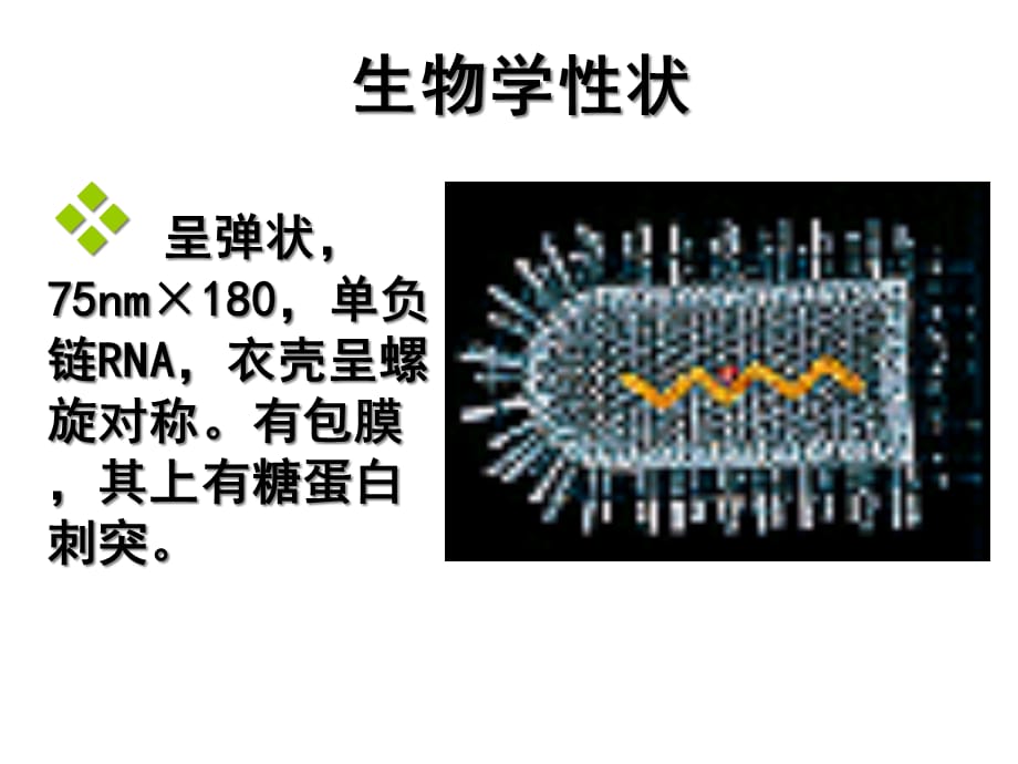 [精选]狂犬病病毒(Rabiesvirus)_第4页