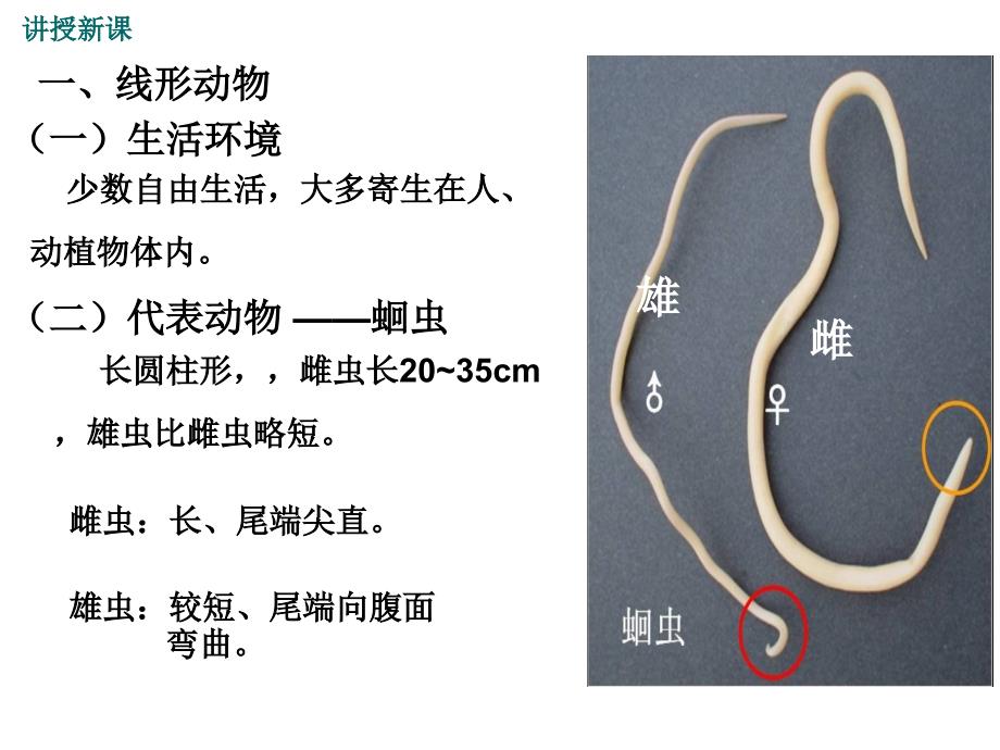 人教版生物八年级上册教学课件 第五单元2.第二节 线形动物和环节动物2(共17张PPT)_第4页