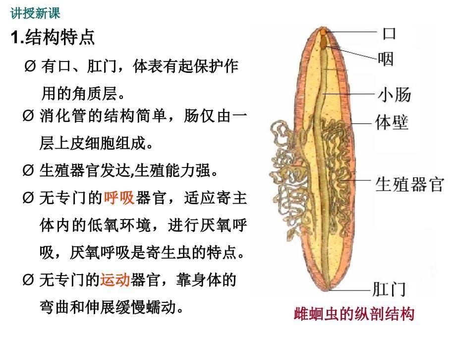 人教版生物八年级上册教学课件 第五单元2.第二节 线形动物和环节动物2(共17张PPT)_第5页