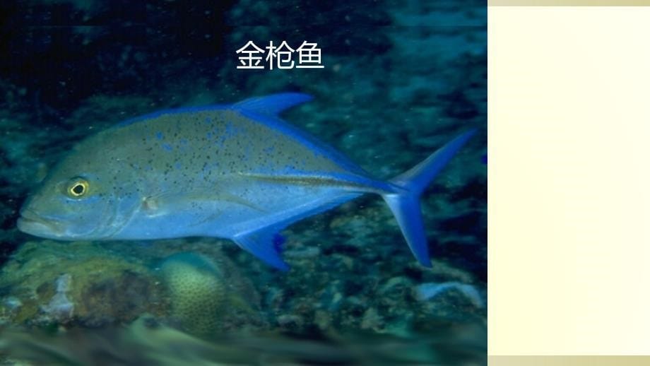 人教版八年级上册生物课件：第四节 鱼_第5页