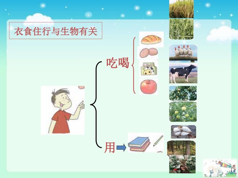 六年级上册科学课件-第四单元 8.生物多样性的意义 教科版(共21张PPT)_第4页