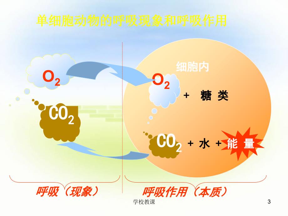 探究酵母菌细胞呼吸的方式【教师助手】_第3页