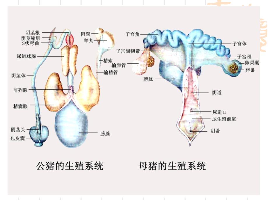 动物解剖学讲稿PPT课件 第七章 生殖系统_第4页