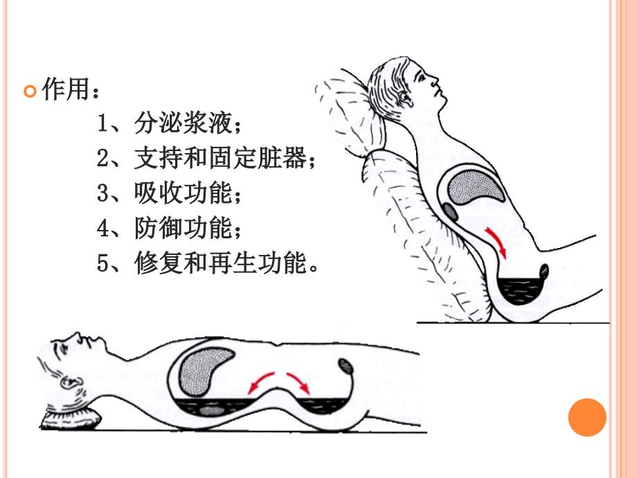 【PPT课件】人体解剖学 腹膜_第3页