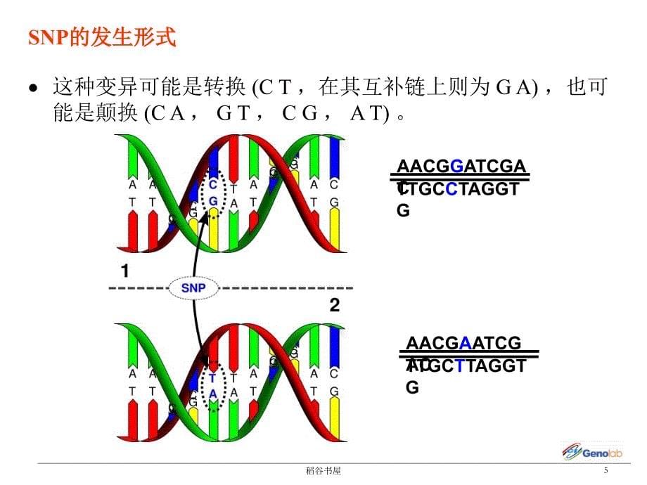 SNP分型技术简介[专业材料]_第5页