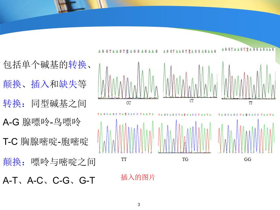 SNP分型技术[专业材料]_第3页