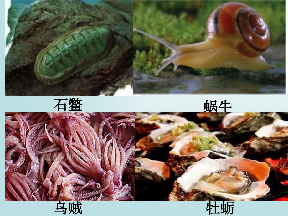 鲁科版生物八年级上册7.1.3《软体动物和节肢动物》课件(共28张PPT)_第3页