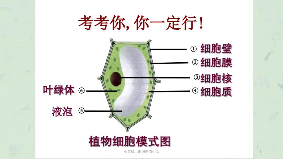 七年级上册细胞的生活课件_第1页