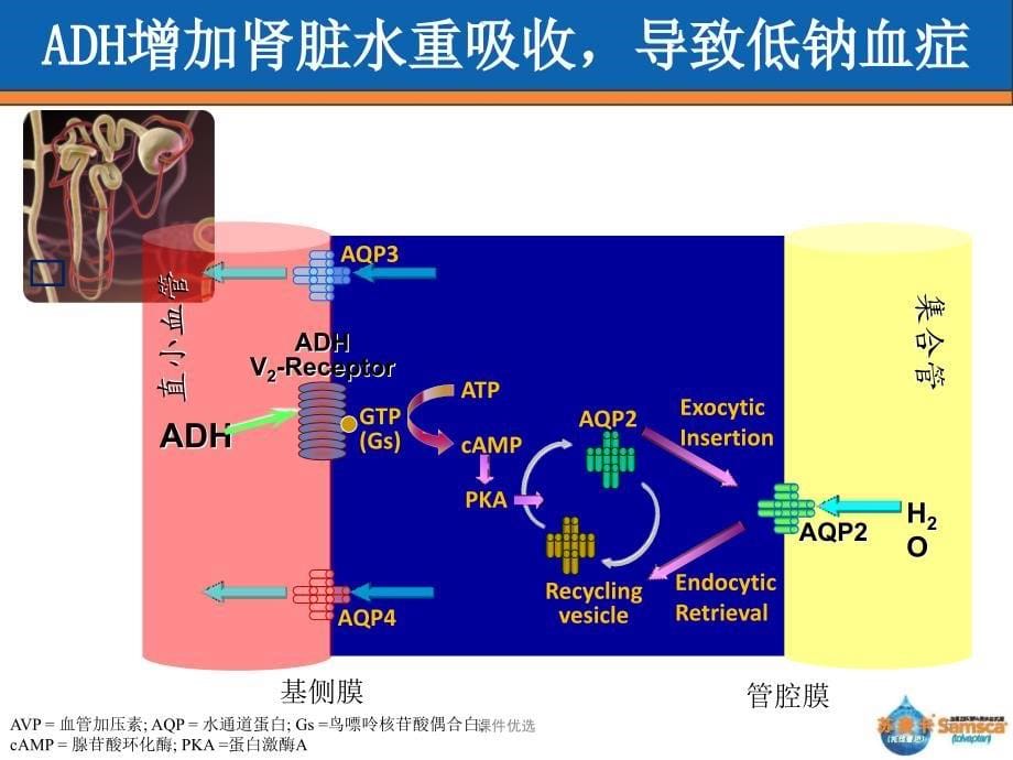 苏麦卡-SIADH20121030【行业内容】_第5页