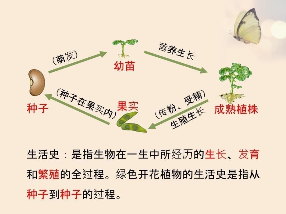 北师大版七年级生物上册3.6-1《种子萌发形成幼苗》课件(共34张PPT)_第5页