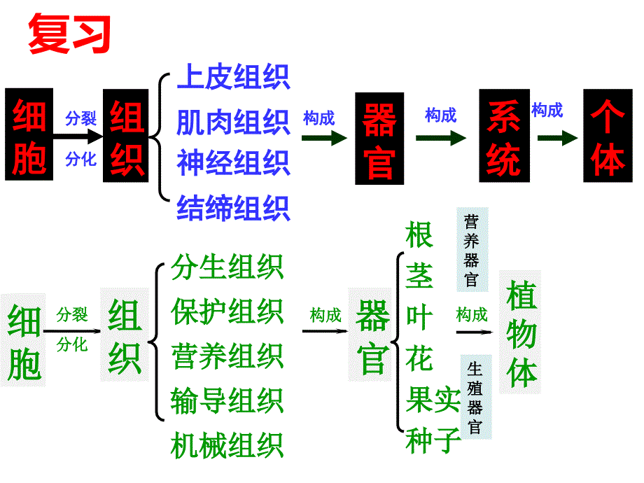 人教版七年级上册2.2.4 单细胞生物 课件（44张ppt)_第2页