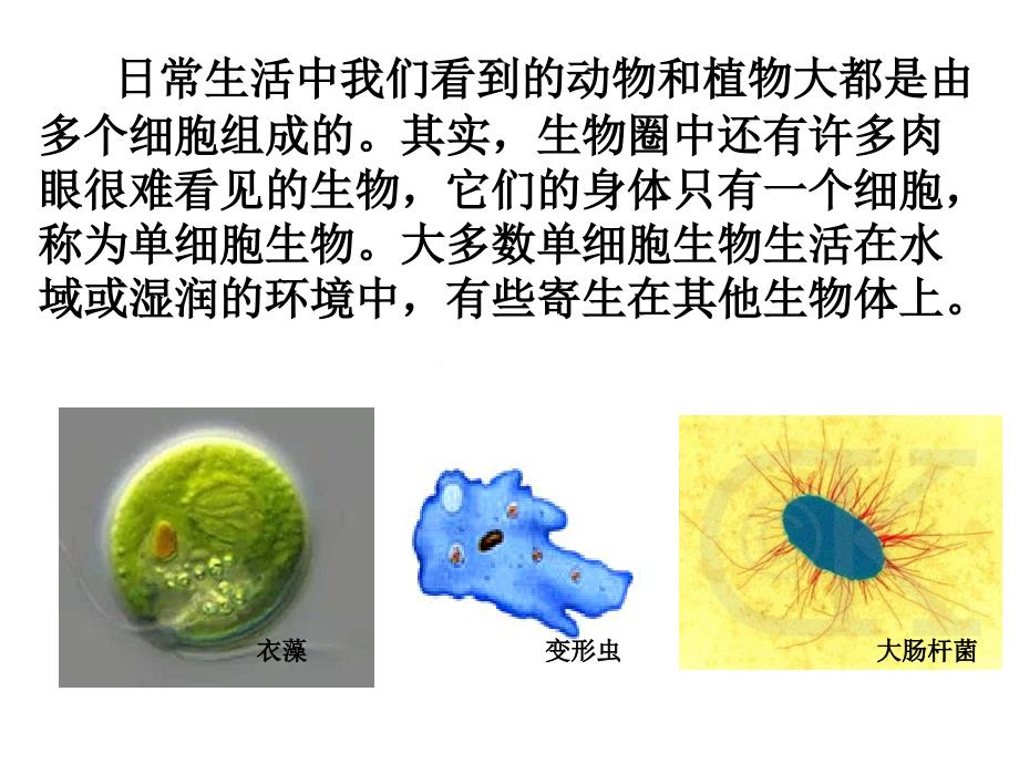 人教版七年级上册2.2.4 单细胞生物 课件（44张ppt)_第3页