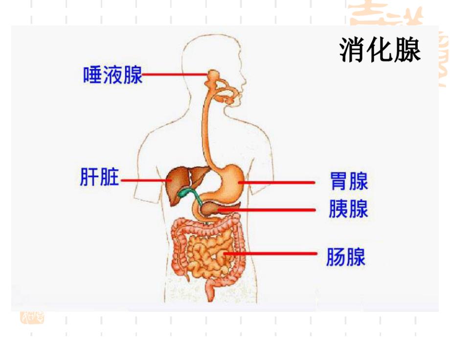 初中七年级(初一)生物课件 消化吸收_第4页