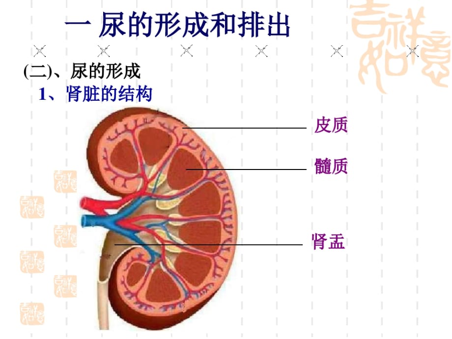 初中七年级(初一)生物课件 尿的形成和排出_第5页