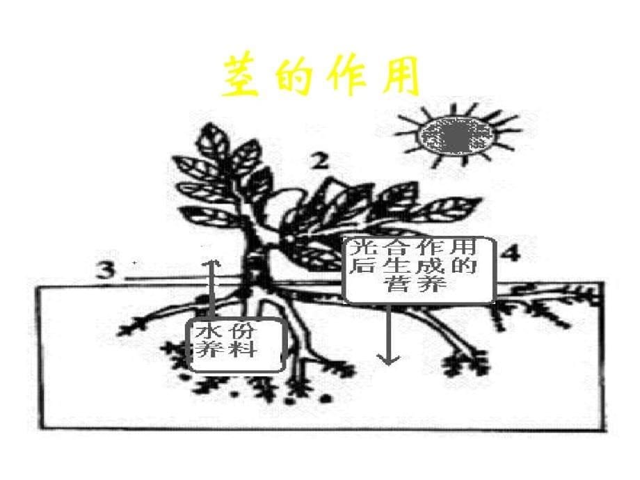 三年级下册科学课件-《茎越长越高》教科版共7张PPT_第5页