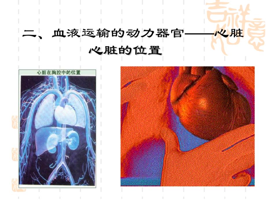 初中七年级(初一)生物课件 心脏结构_第2页