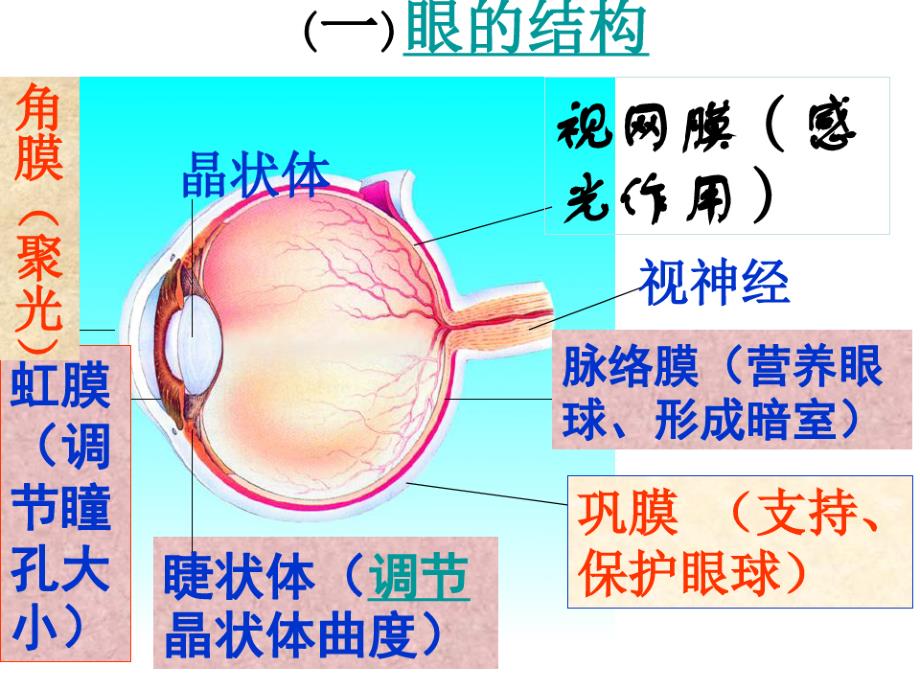 人体对周围世界的感知----眼球的结构及视觉的形成._第2页