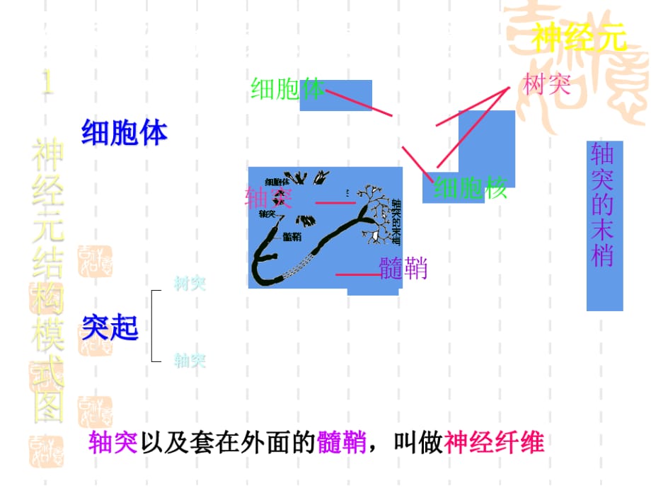 初中七年级(初一)生物课件 神经系统的调节_第4页