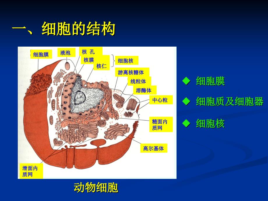 病理生理学课件 第一章 动物体的基本结构和机能_第4页