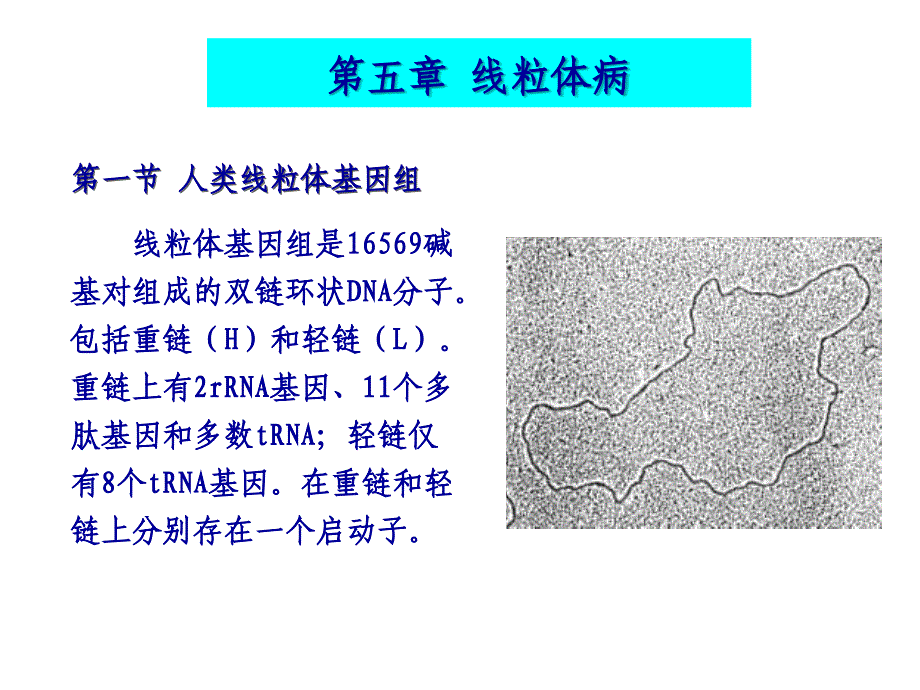 遗传学2010-11-线粒体病_第2页