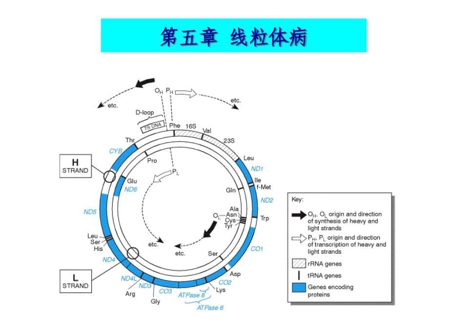 遗传学2010-11-线粒体病_第5页