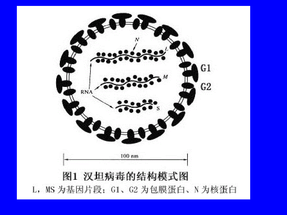 肾综合征出血热--邹老师2016.9.19教学课件_第4页