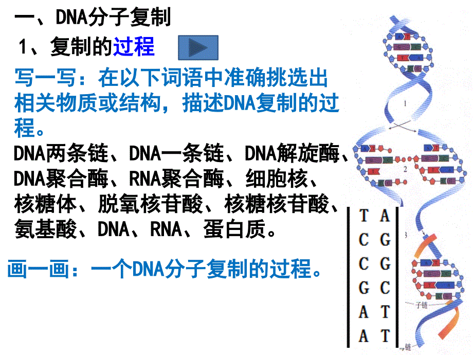 2020—2021学年人教版高一生物《DNA复制和蛋白质合成》课件_第2页