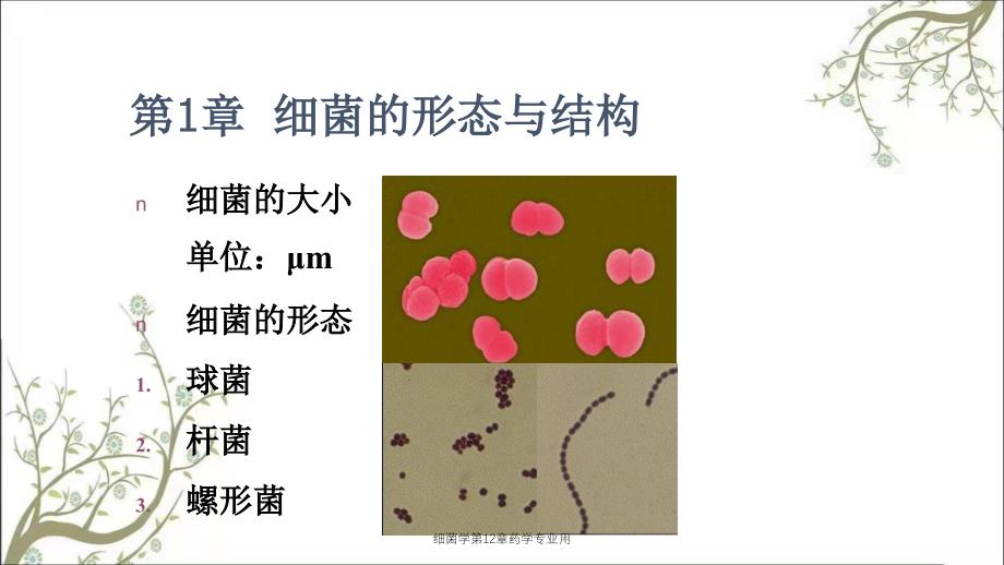 细菌学第12章药学专业用_第2页