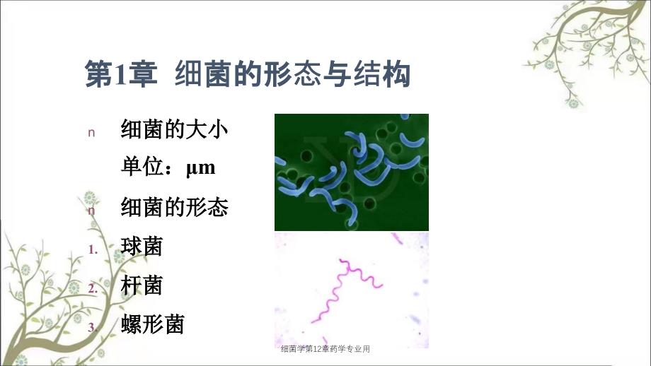 细菌学第12章药学专业用_第4页