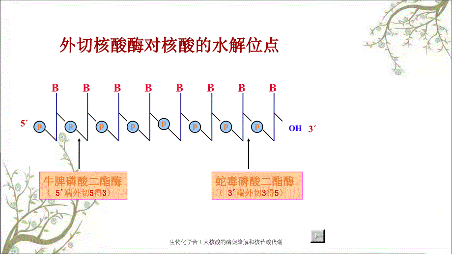 生物化学合工大核酸的酶促降解和核苷酸代谢_第4页