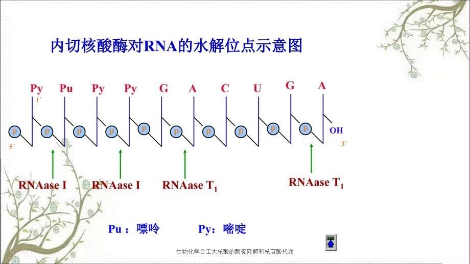 生物化学合工大核酸的酶促降解和核苷酸代谢_第5页